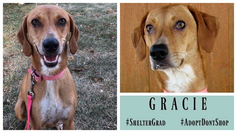 The Adoption Adventure: How Gracie Found her Happily Ever After